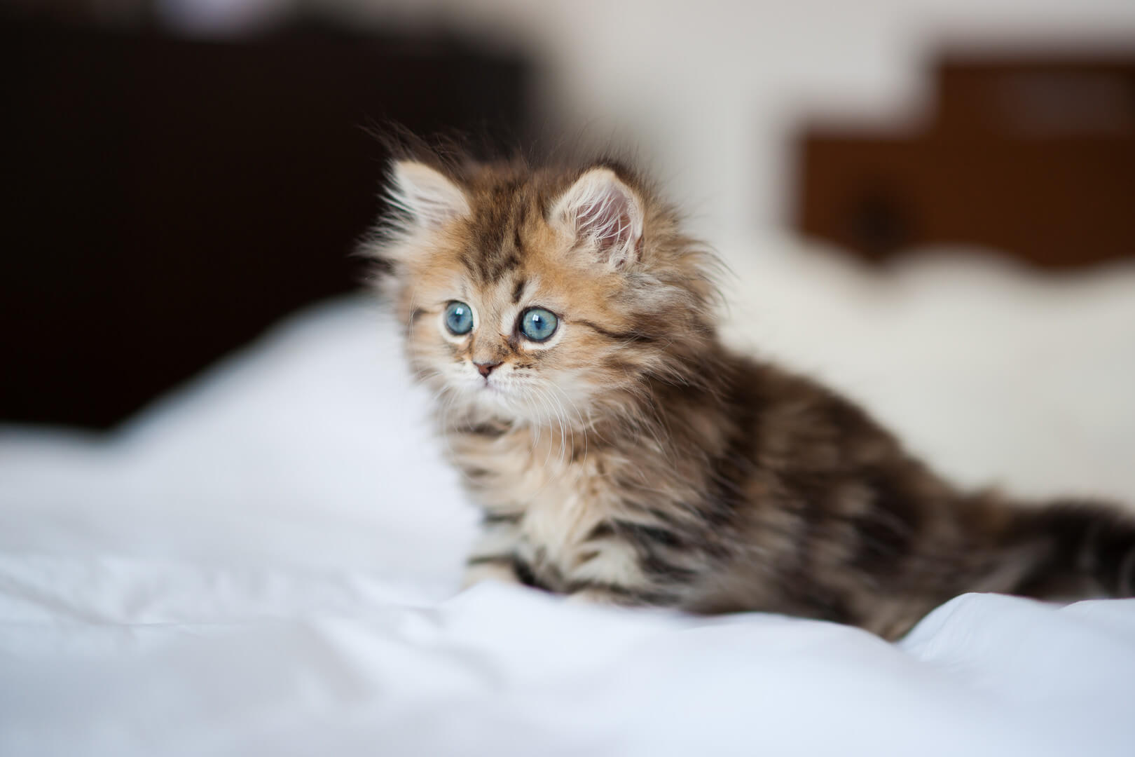 персидська кішка