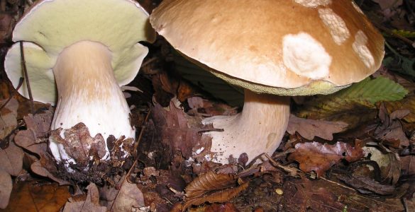 Як виглядають отруйні двійники їстівних грибів