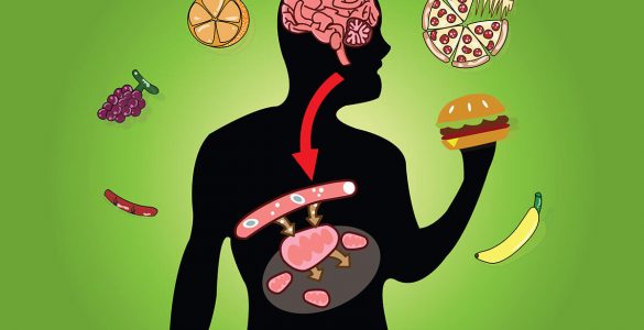 Вчені з Німеччини пояснили, як добитися хорошого метаболізму