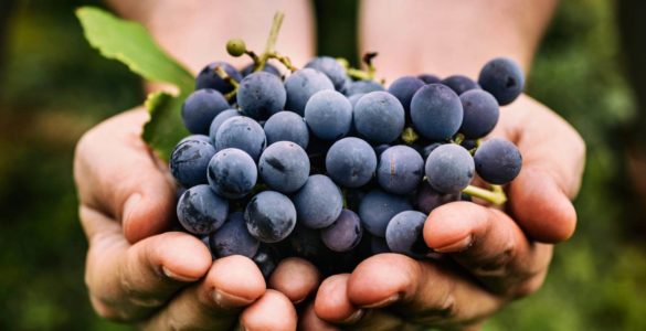 Дієтолог Келсі Лоренц розвіяла міф про головну небезпеку вживання винограду
