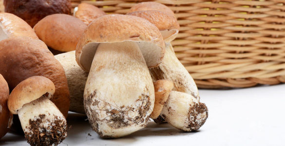 Не просто делікатес: про користь білого гриба з'ясували вчені