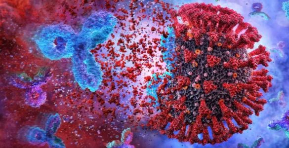 Антитіло, яке захищає від декількох штамів коронавірусу, виявили вчені