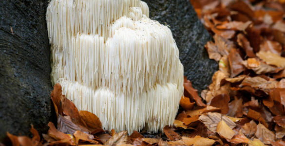 Ці гриби зменшать ризик смерті